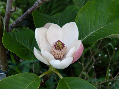 2018-05-24 Magnolia 'William Watson' 1.jpg