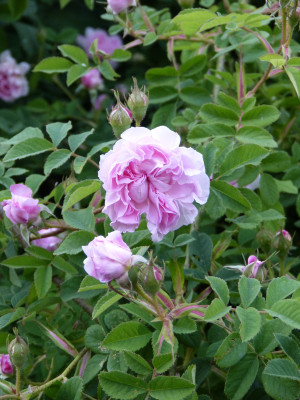 2018-05-24 Rosen 'Blush Hip' 2.jpg