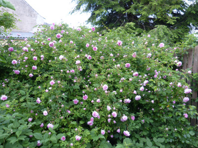 2018-05-24 Rosen 'Blush Hip' 1.jpg