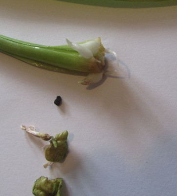 Hyacinthenvermehrung2018.jpg
