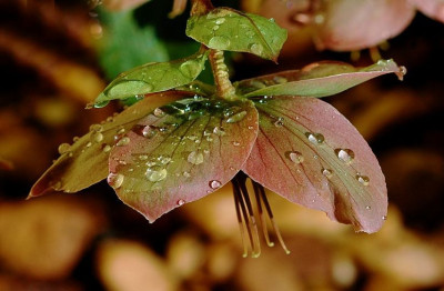Helleborus_1_04-04-2007.jpg