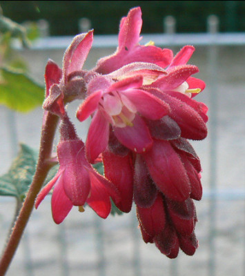 Ribes_07_04_04_a.jpg