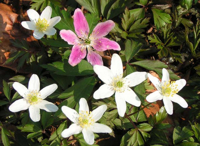 Anemone_nemorosa_Candy_Baby.jpg