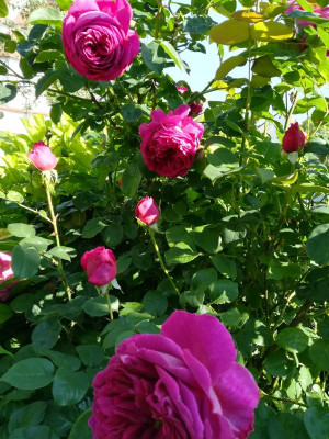 IMG_20180525_092400.jpg