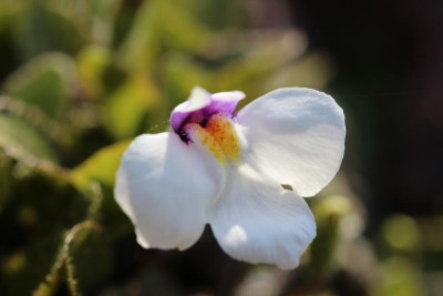 Mazus radicans.jpg