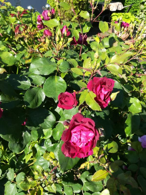 IMG_20180525_092517.jpg