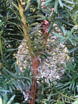 Schwanzmeise_Nest_07.jpg