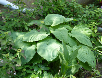 2018-05-25 Hosta 'Niagara Falls'.jpg