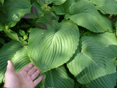 2018-05-25 Hosta 'Niagara Falls' 2.jpg
