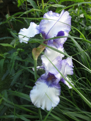 Iris barb. elat.jpg