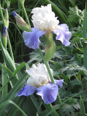 Iris TB 'Stairway to Heaven_6689.jpg
