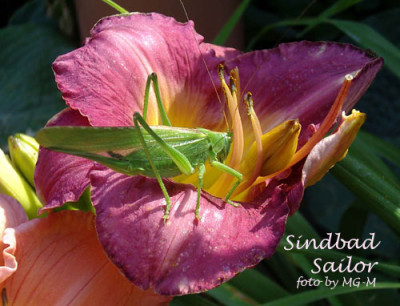 Imgp5376SindSai.jpg