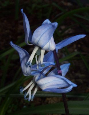 Scilla_x_sibrose_ein_Monat_spater.JPG