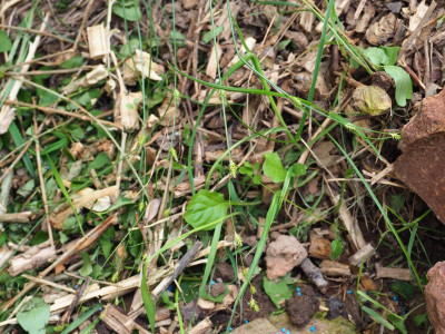 Carex remota P5250178.JPG