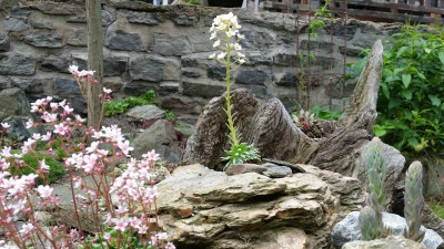 Saxifraga longifolia 25.05.18.png
