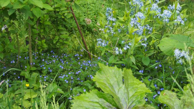 Veronica chamaedrys und Amsonia tabernaemontana var. salicifolia P5141851.JPG