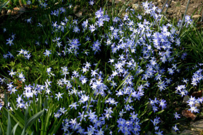 Fruhling_01007.jpg