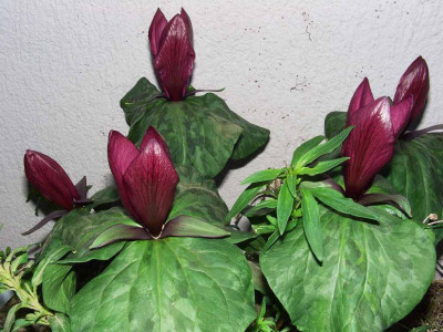 Trillium_kurabayashii_07.JPG