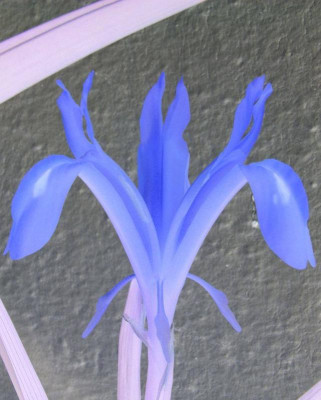 Iris_bucharica_Sanglok_negativ.jpg