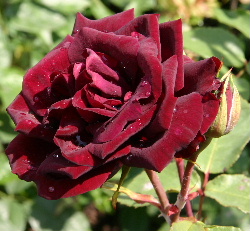 R.nigrette.JPG