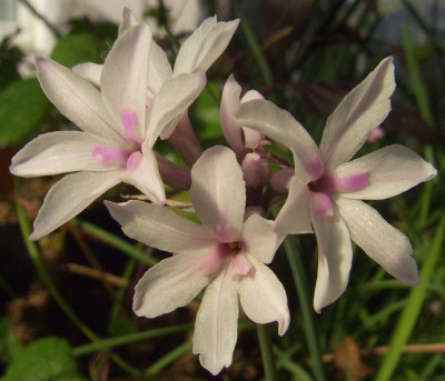 Tulbaghia_cominsii_07.JPG