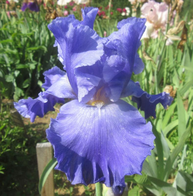 IMG_549.jpg