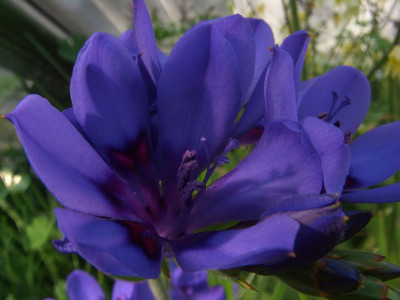 Babiana_angustifolia_07.JPG