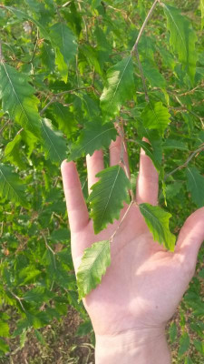 20180525_193247.jpg