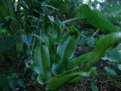 DSC02435.JPG