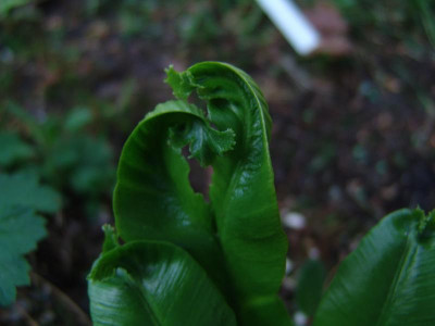 DSC02437.JPG