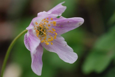 Anemone-nemo-rosa-k.jpg