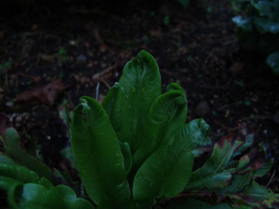DSC02445.JPG