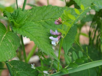 Platterbse was P5250199.JPG