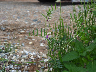Platterbse wie P5250198.JPG