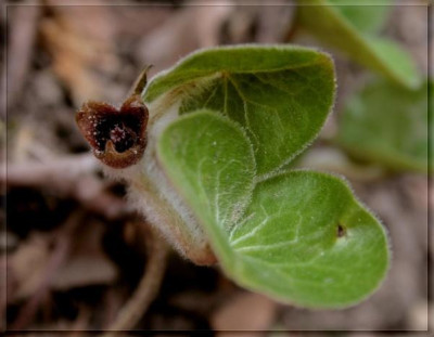 new_Asarum_07.jpg