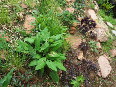 Persicaria 'J S. Caliente' P5250185.JPG