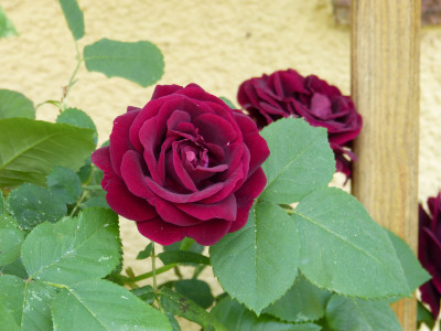 2018-05-25 Rosen 'Souvenir du Dr. Jamain' 1.jpg