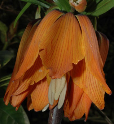 A2661a_Large.JPG