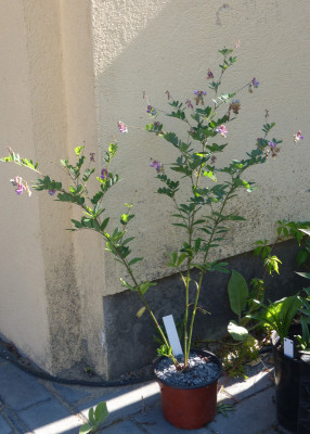 2018-05-26 Lathyrus niger 1.jpg