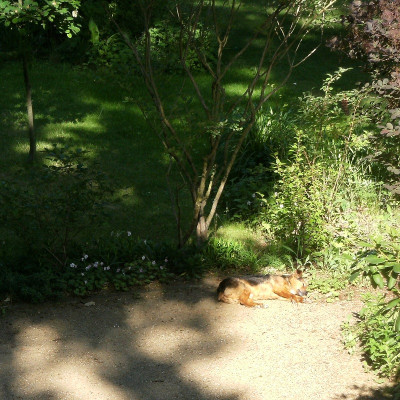 sonnenhund_klein.jpg