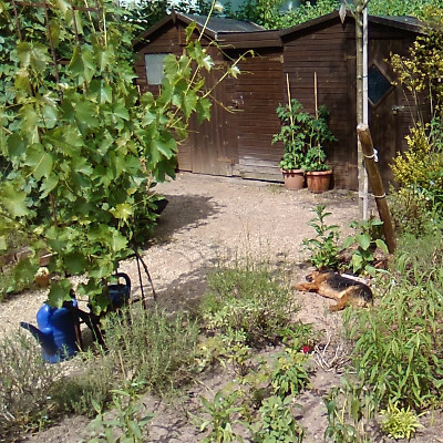 sonnenhund2_klein.jpg