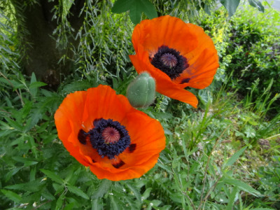 mohn.JPG