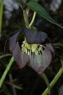 A2669_Large.JPG