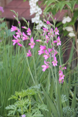 Byzantinische Gladiole IMG_9131.jpg