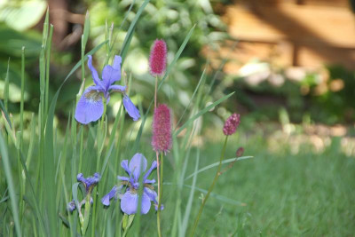 Iris und Sanguisorba menziesii - Wiesenknopf IMG_9135.jpg