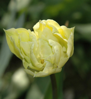 A2682a.JPG