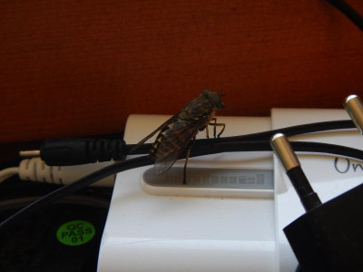 DSCN7146.JPG