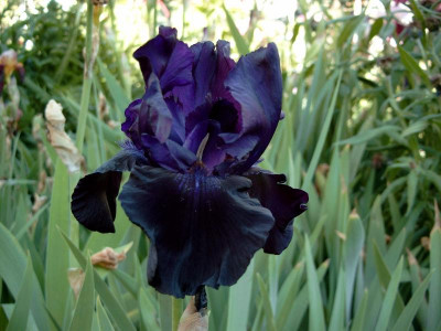 `Black Tafetta´.jpg