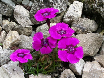 Dianthus alpinus Joan's Blood 25.05.18.JPG