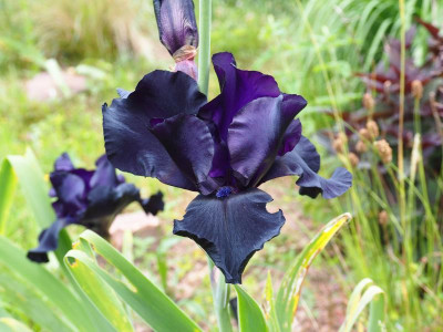 Black Dragon 1982 Schreiner P5220125.JPG